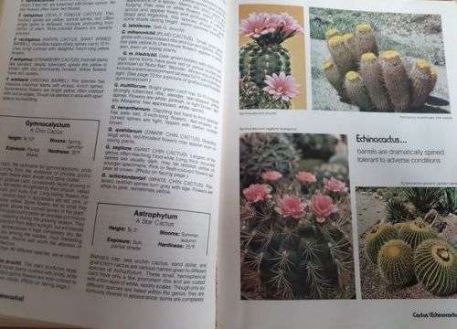 Sunset Cactus and Succulents