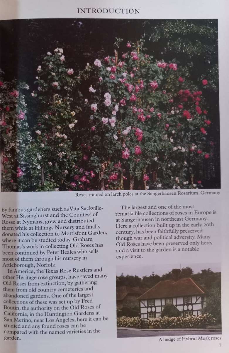 Old Roses - and How To Grow Them - Roger Phillips & Martyn Rix - Softcover - 95 Pages