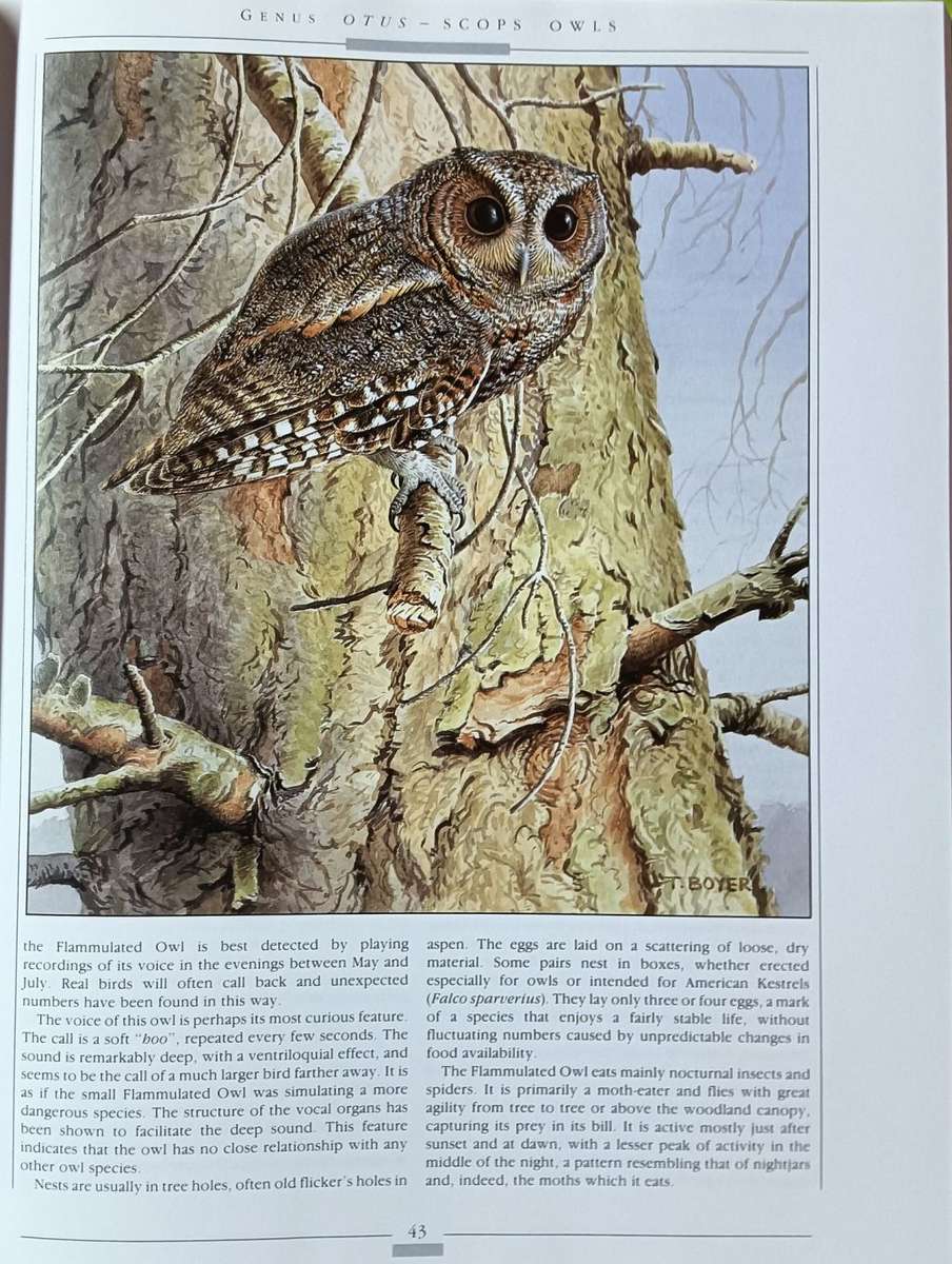 Owls of the World - Rob Hume - Illustrated by Trevor Boyer - Large Hardcover - 192 pages
