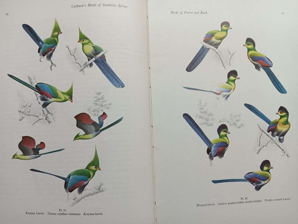 Calburn`s Birds of Southern Africa - Simon Calburn - Hardcover - 145 Pages