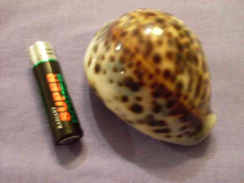 Pair of Cowrie Shells