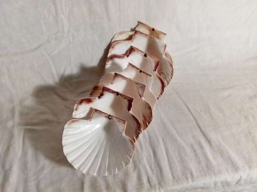 I HAVE 7 STUNNING SHELLS - PERFECT FOR SERVING STARTERS AT YOUR DINNER TABLE!!