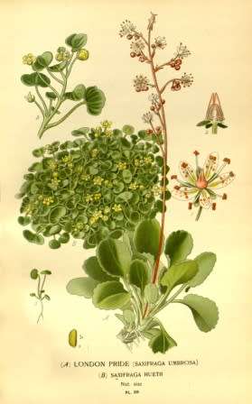 Vintage Flowers #2 (10)