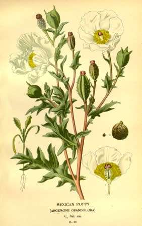 Vintage Flowers #2 (34)