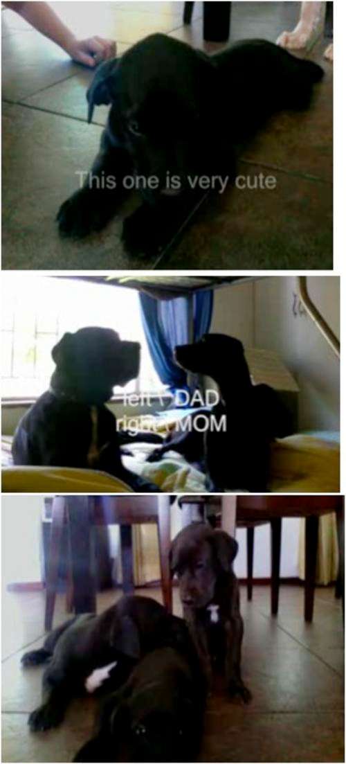 Great Dane Puppy For Sale