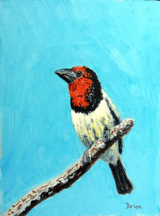 Black-collared barbet