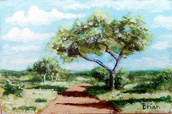 Subtropical bush near Punda Maria