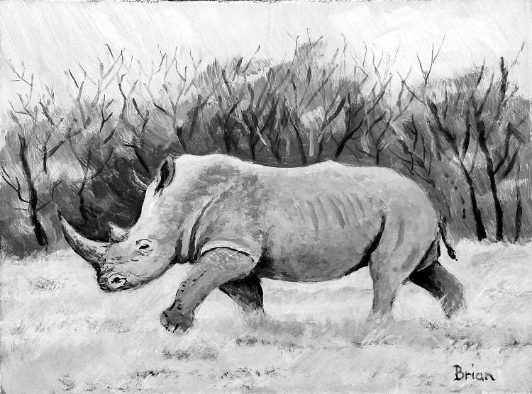 White rhino running