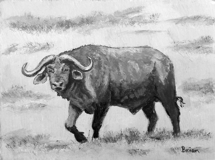 Cape buffalo