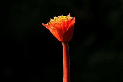 Haemanthus coccineus