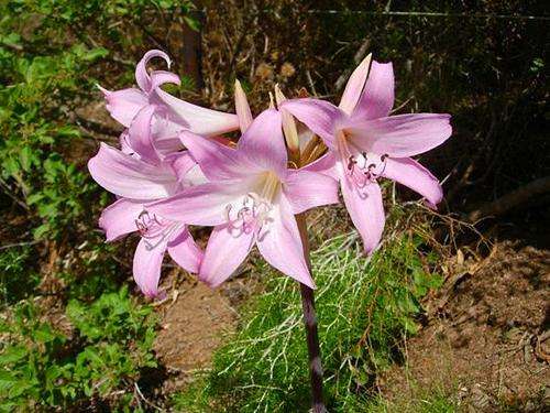 Ammaryllis belladonna