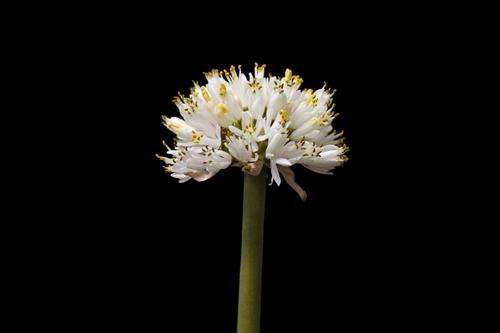 Haemanthus montanus