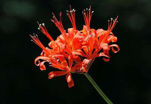 Nerine sarniensis