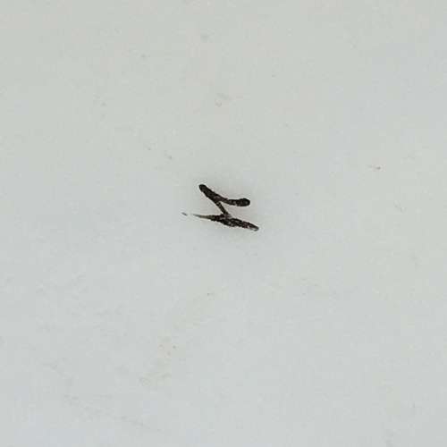 Impressive Antique Opaline Painted Glass Vases