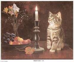 PRINT OF CAT-BRIGHT EYES