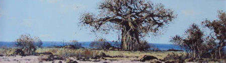 Francois Badenhorst, "Bushveld Boabab Tree"
