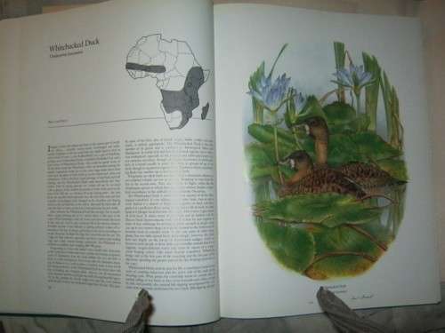 Ducks of Sub-Saharan Africa