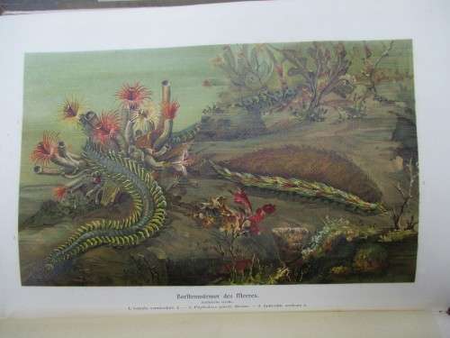 German Animal Encyclopaedias from the 1900s - magnificent Prints