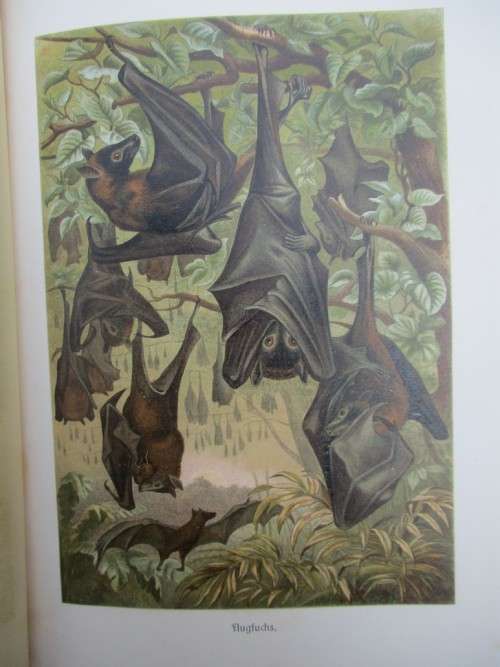 German Animal Encyclopaedias from the 1900s - magnificent Prints