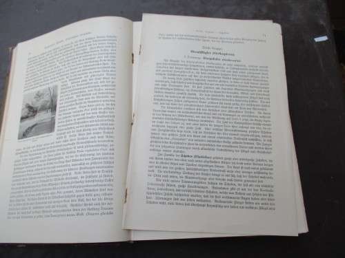 German Animal Encyclopaedias from the 1900s - magnificent Prints