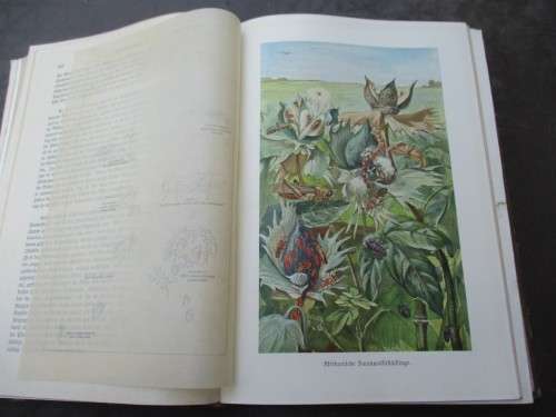 German Animal Encyclopaedias from the 1900s - magnificent Prints