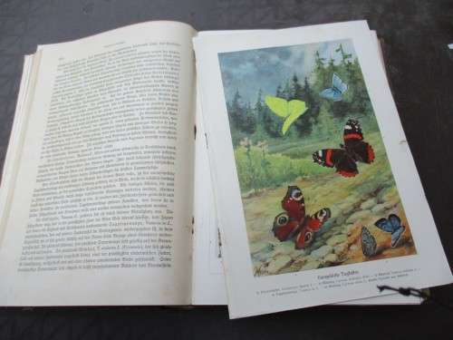 German Animal Encyclopaedias from the 1900s - magnificent Prints