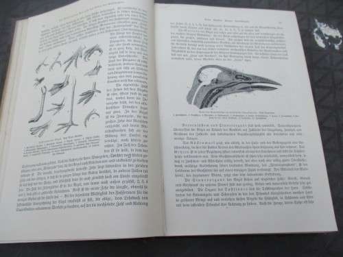 German Animal Encyclopaedias from the 1900s - magnificent Prints
