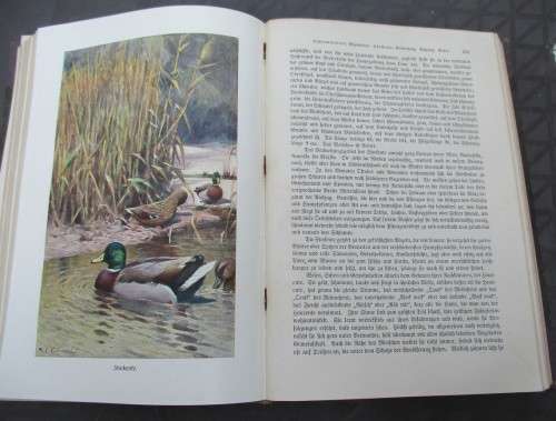 German Animal Encyclopaedias from the 1900s - magnificent Prints