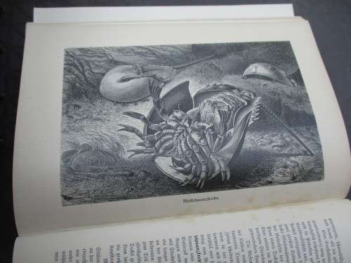 German Animal Encyclopaedias from the 1900s - magnificent Prints