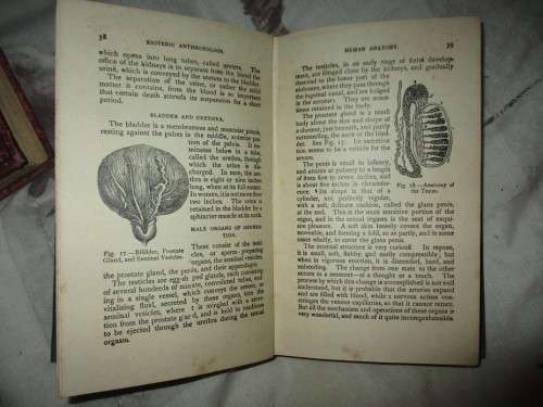 Esoteric Anthropology 1911