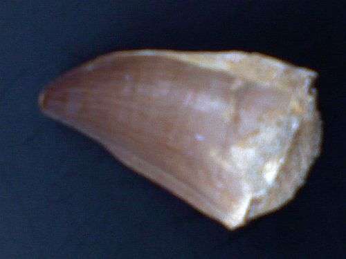 Dinosaur Claw Fossil - authentic