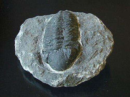 Trilobite Fossil - authentic