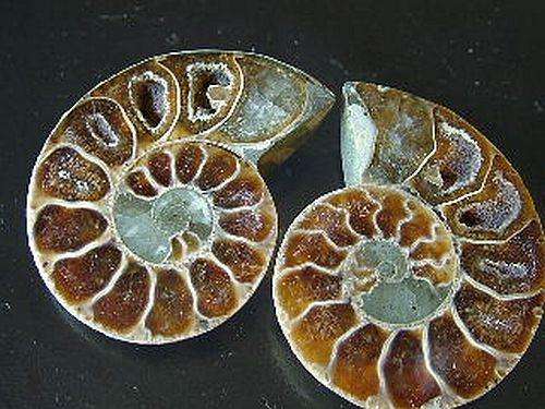 Polished Ammonite Fossil - authentic