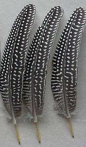 Guinea Fowl Feather Quill