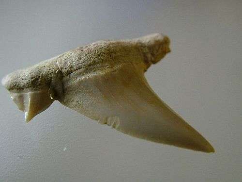 Shark Tooth - authentic