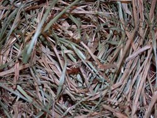 Magickal Herbs - Witch's Grass