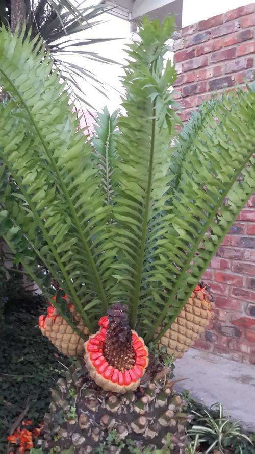 Cycad Seed