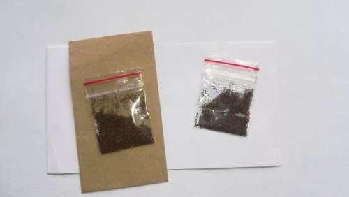 Tobacco Seeds (Golden Virginia)