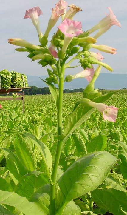 Tobacco Seeds (Golden Virginia)