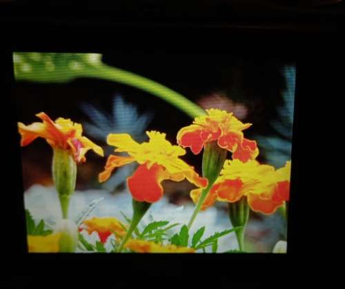 Canon SX430IS 20 MP 45x Zoom Bridge Camera