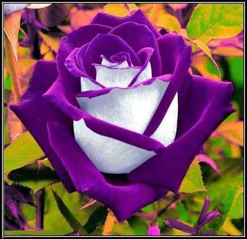 Purple Osiria Rose seeds (10 seeds per packet)