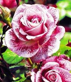 White & Red Rose seeds (10 seeds per packet)