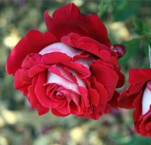 Red Osiria Rose seeds (10 seeds per packet)