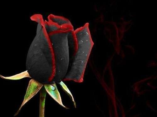 Red & Black Rose seeds (10 seeds per packet)