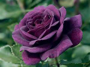 Dull Purple Rose seeds (10 seeds per packet)