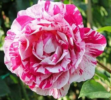 Pink Dragon Rose (10 seeds per packet)