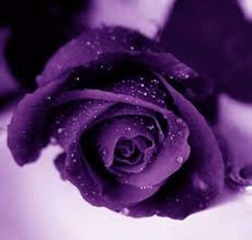 Purple Rose seeds (Packet of 10 seeds)
