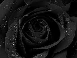 Black rose seeds (Packet of 10 seeds)