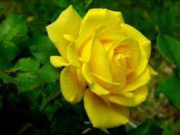 Yellow rose seeds (Packet of 10 seeds)