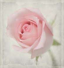 Soft Pink Rose Seeds (Packet of 10)
